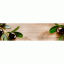 Панель фотопечать Гурман52 Ветки маслин 600*3000*1,5мм АБС ЛАК